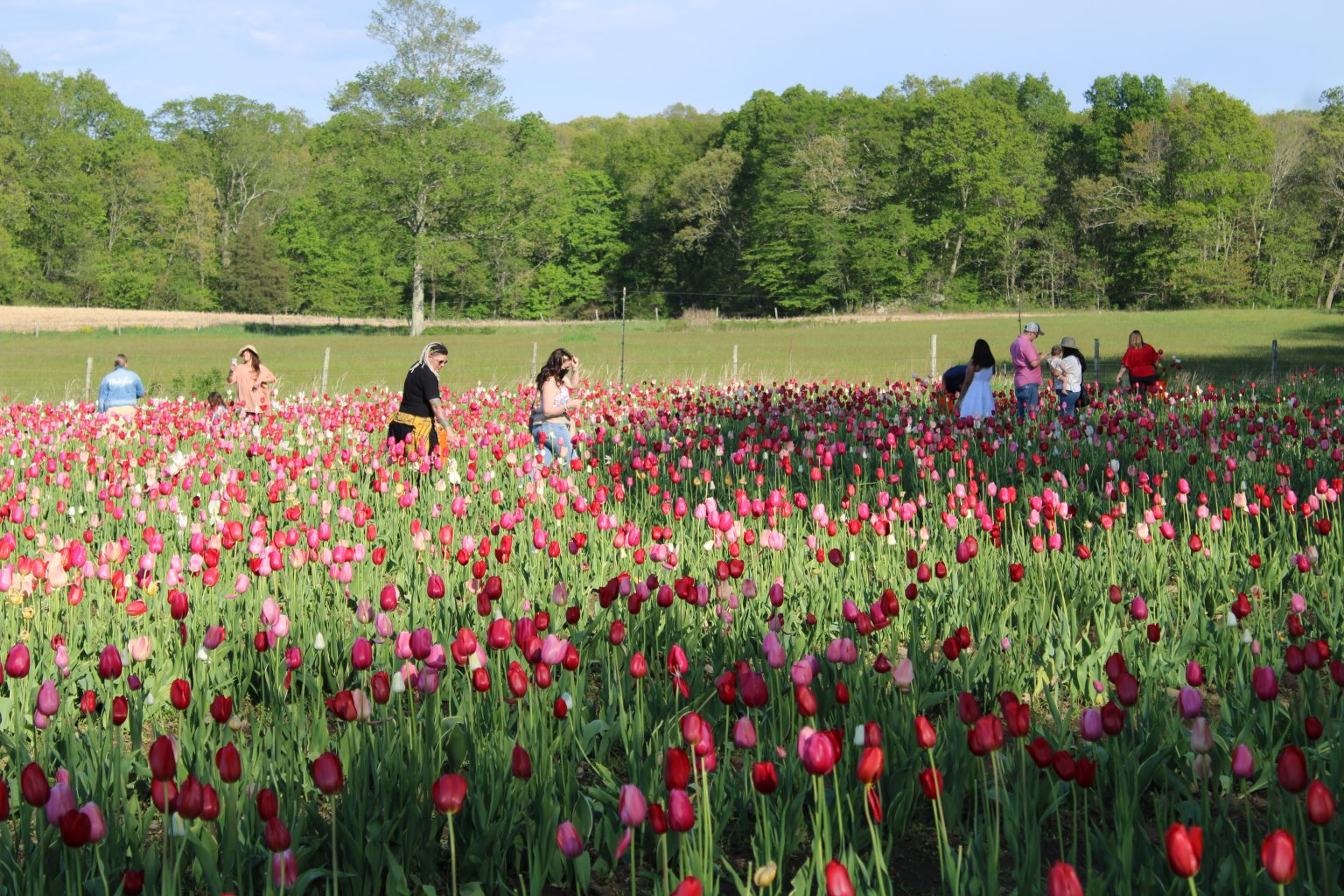 Wicked Tulips Flower Farm (CT) New England Travel Journal