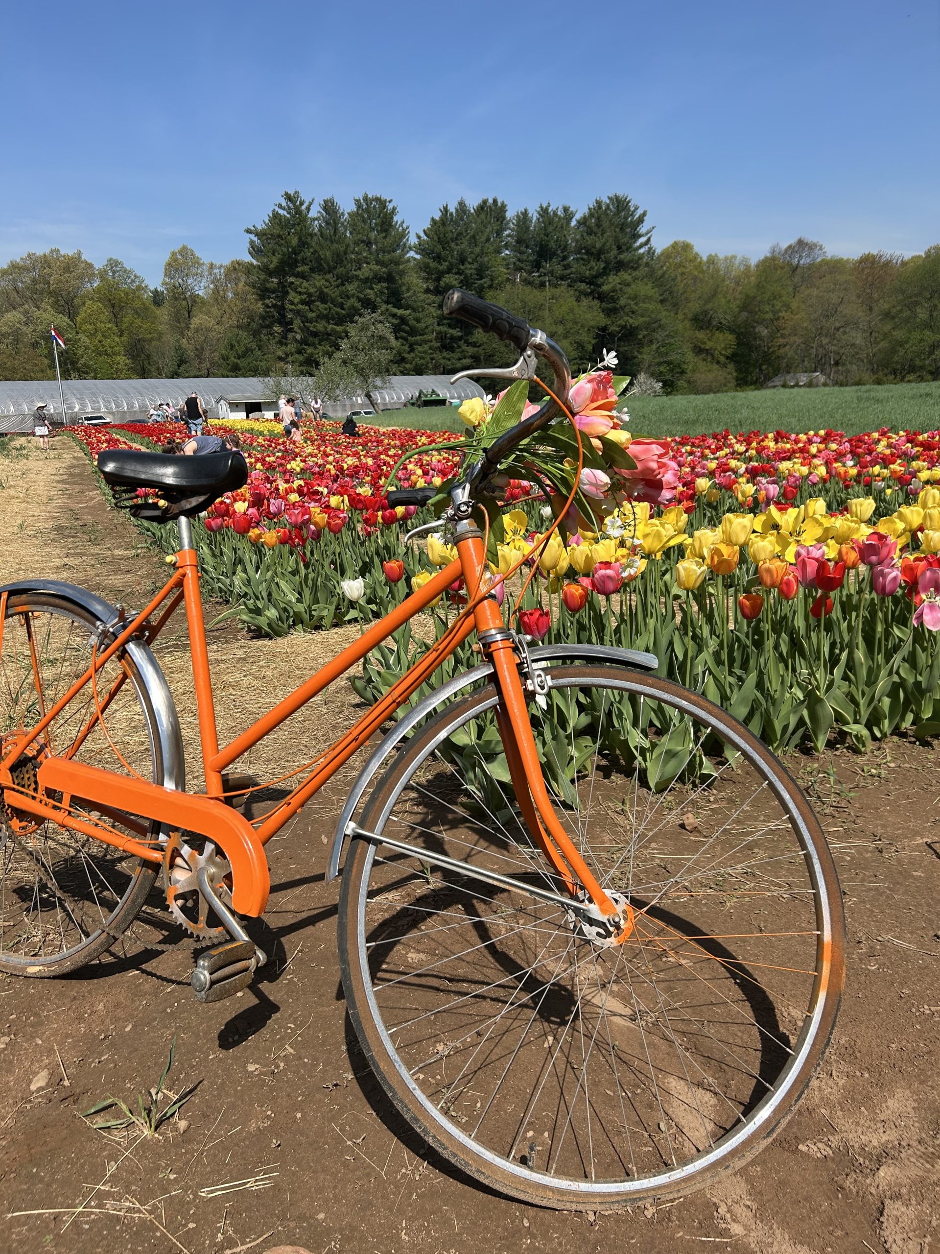 Spring in Connecticut: Top 5 Must-Do Spring Activities